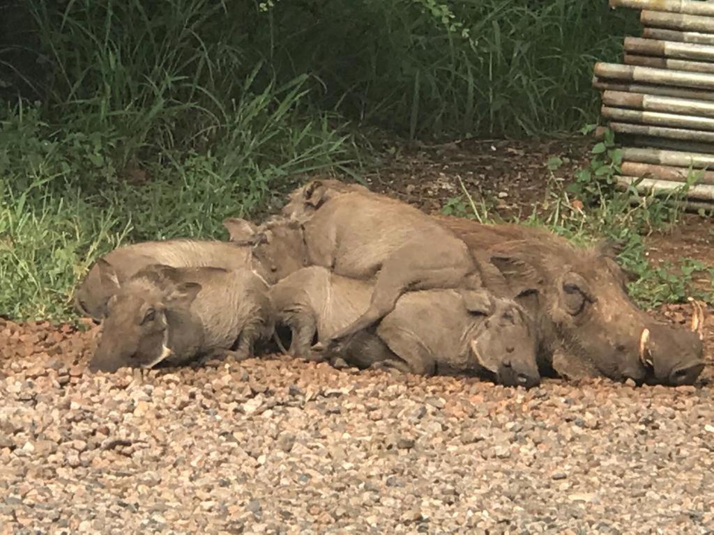 515 On Warthog By The River مارلوث بارك المظهر الخارجي الصورة